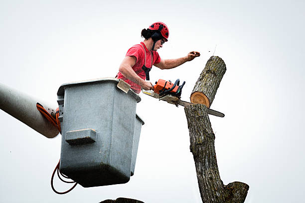 Best Emergency Tree Removal  in Ramtown, NJ